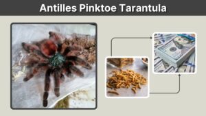 Antilles Pinktoe Tarantula: Size, Lifespan and Care