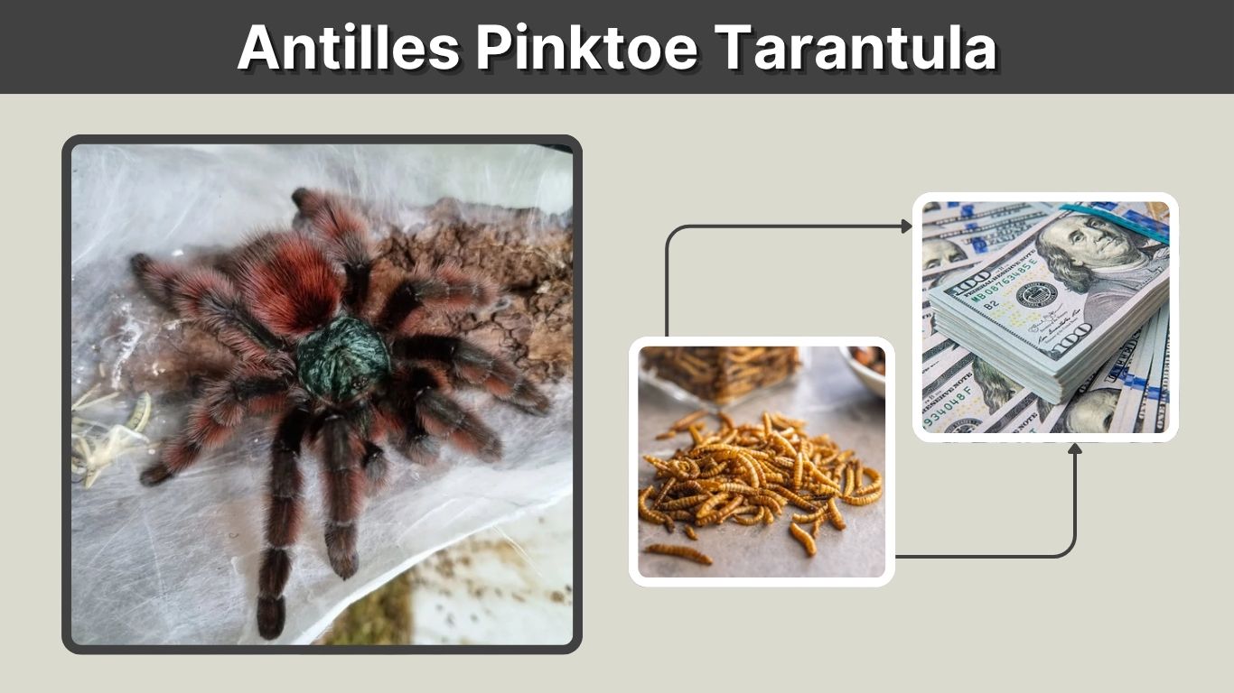 Antilles Pinktoe Tarantula: Size, Lifespan and Care