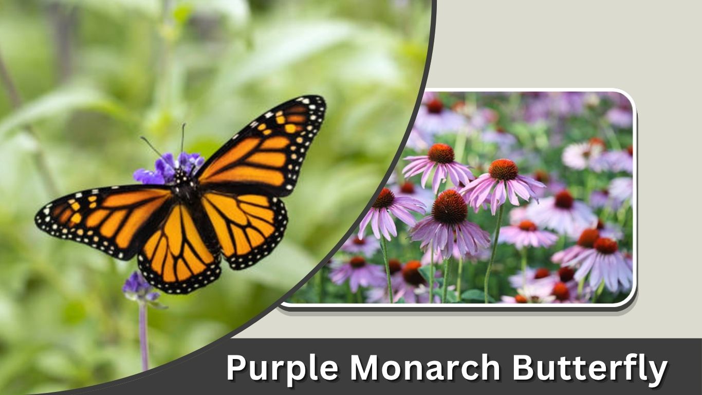 Purple Monarch Butterfly: Identification and Look-Alikes