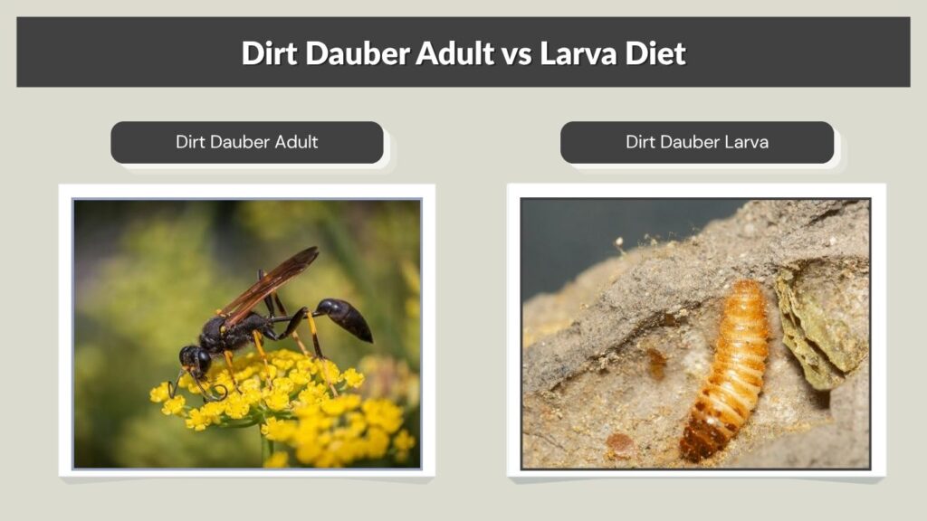 Dirt Dauber Adult vs Larva Diet