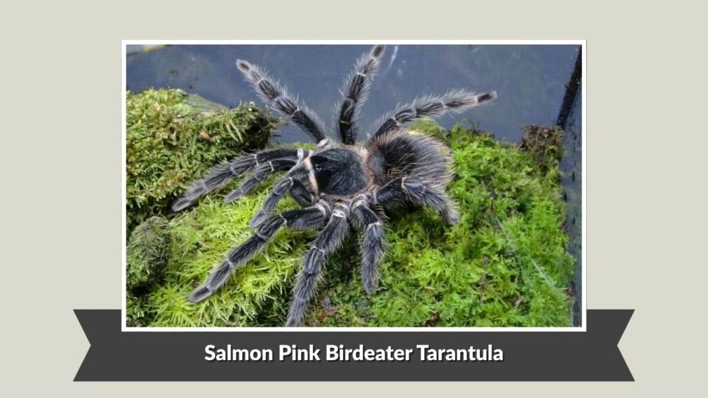 Salmon Pink Birdeater Tarantula