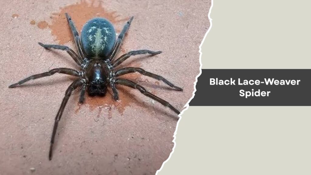 Black Lace-Weaver Spider