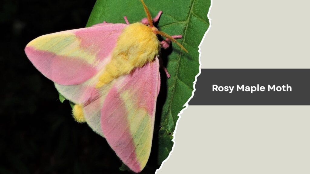 Rosy Maple Moth