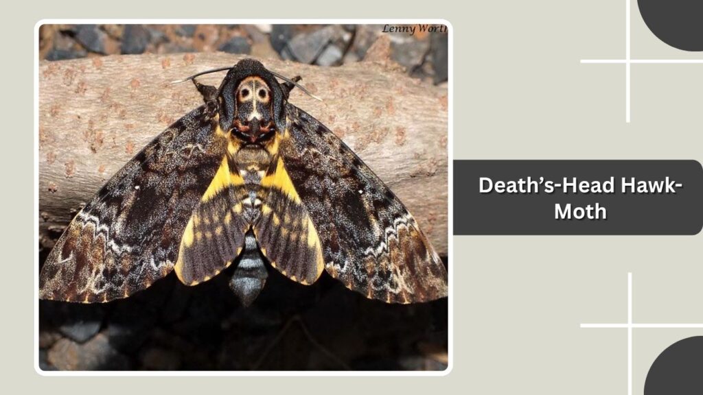 Death’s-Head Hawk-Moth