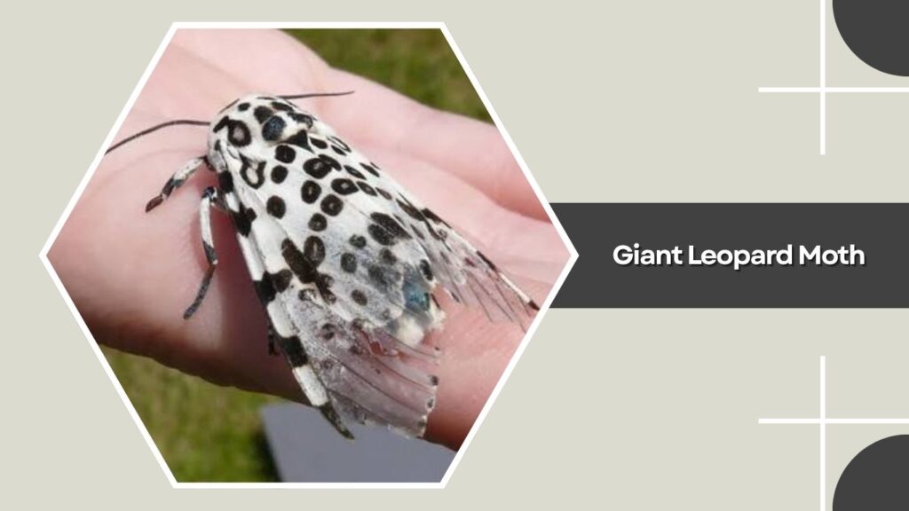 Giant Leopard Moth