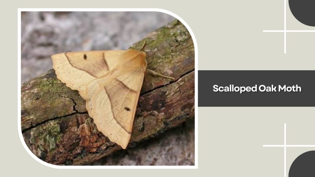Scalloped Oak Moth