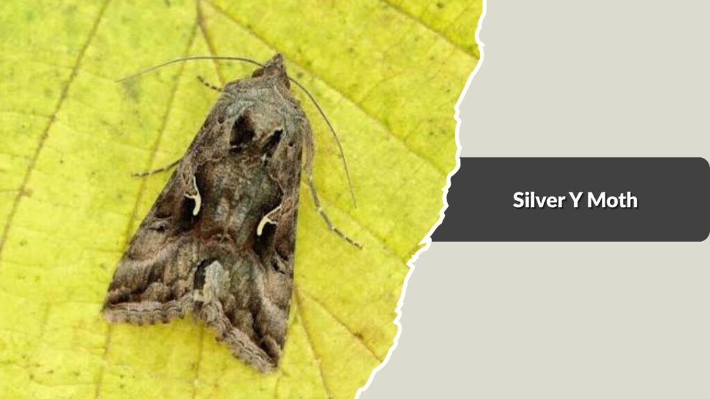 Silver Y Moth