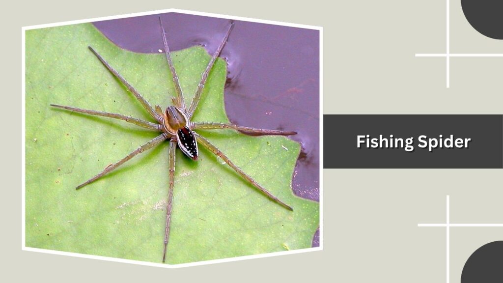 Fishing Spider