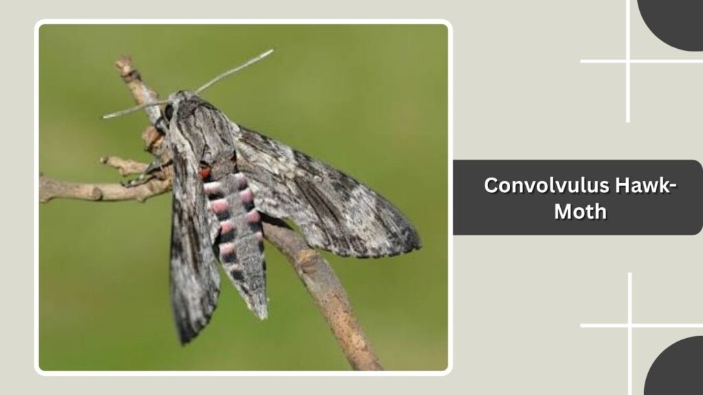 Convolvulus Hawk-Moth