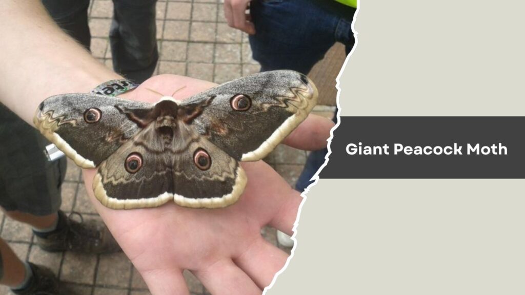 Giant Peacock Moth