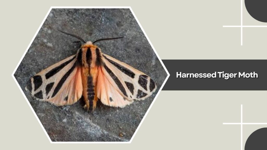 Harnessed Tiger Moth