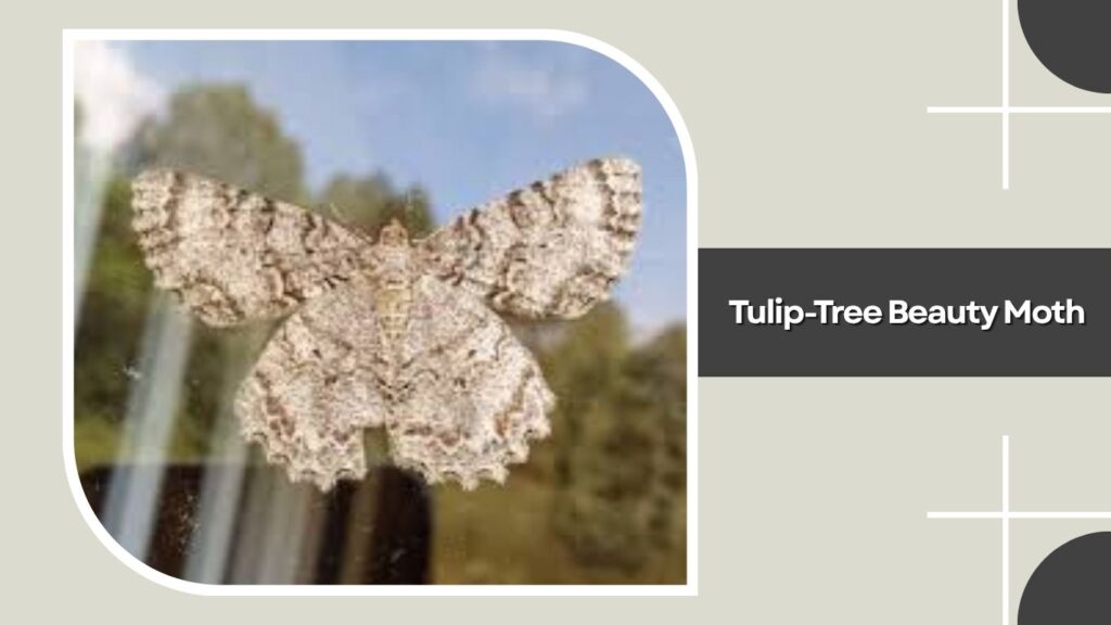 Tulip-Tree Beauty Moth