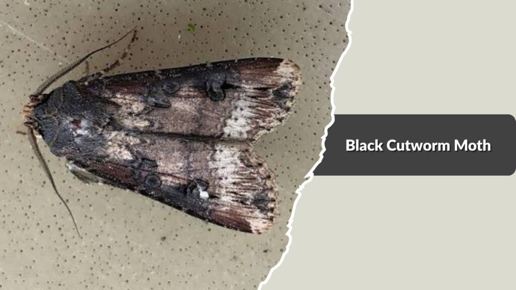 Black Cutworm Moth
