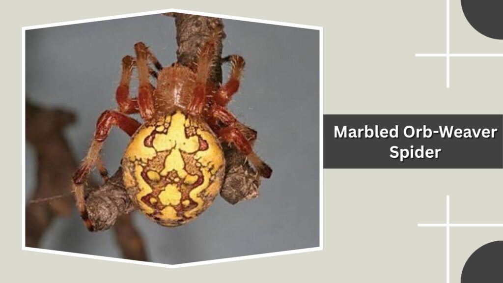 Marbled Orb-Weaver Spider