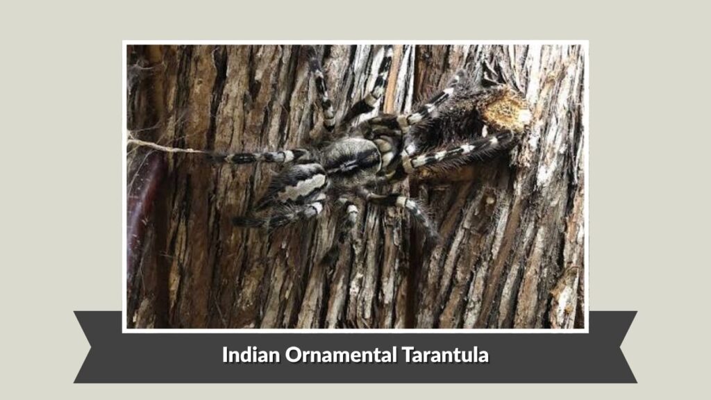 Indian Ornamental Tarantula