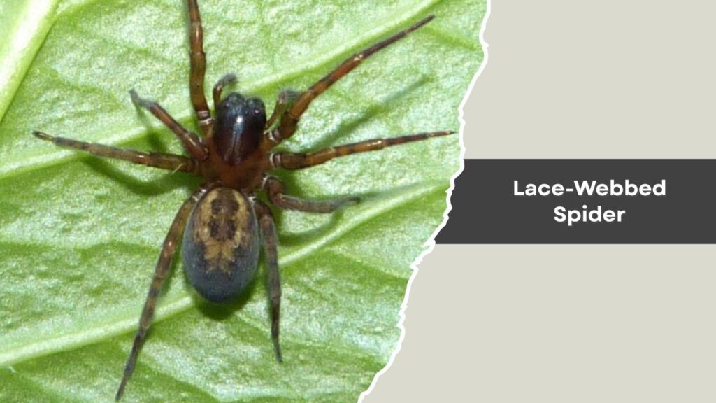 Lace-Webbed Spider