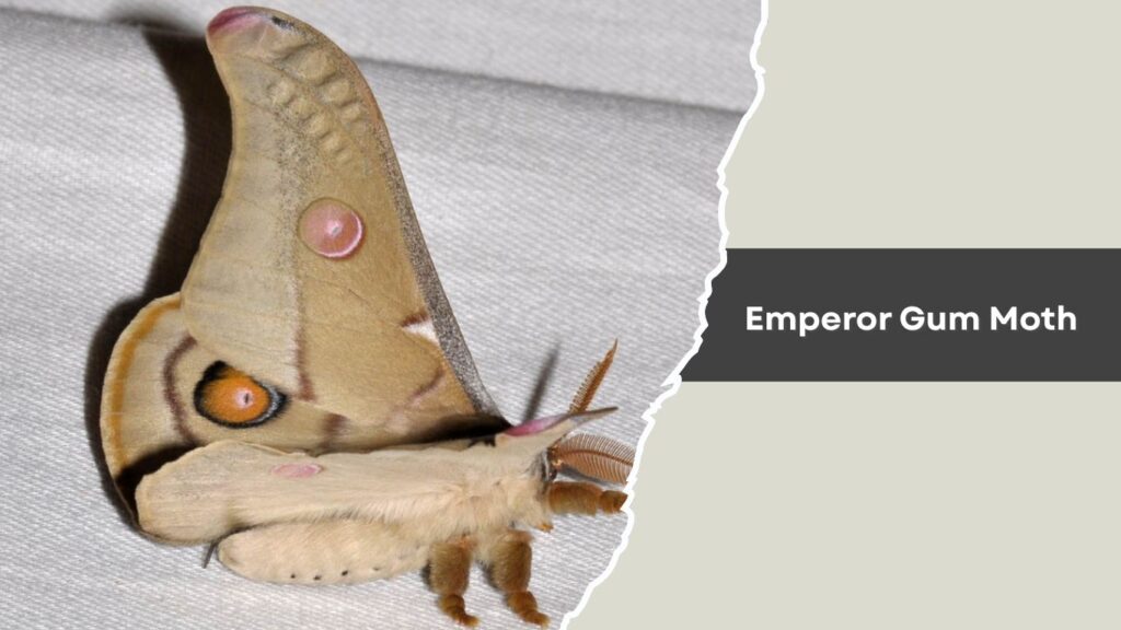 Emperor Gum Moth