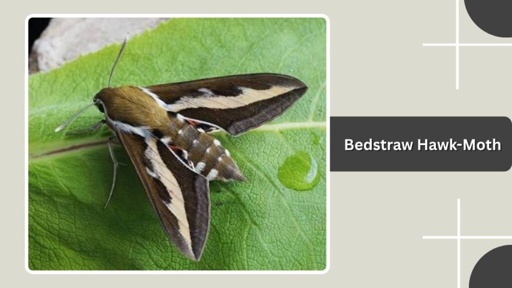 Bedstraw Hawk-Moth
