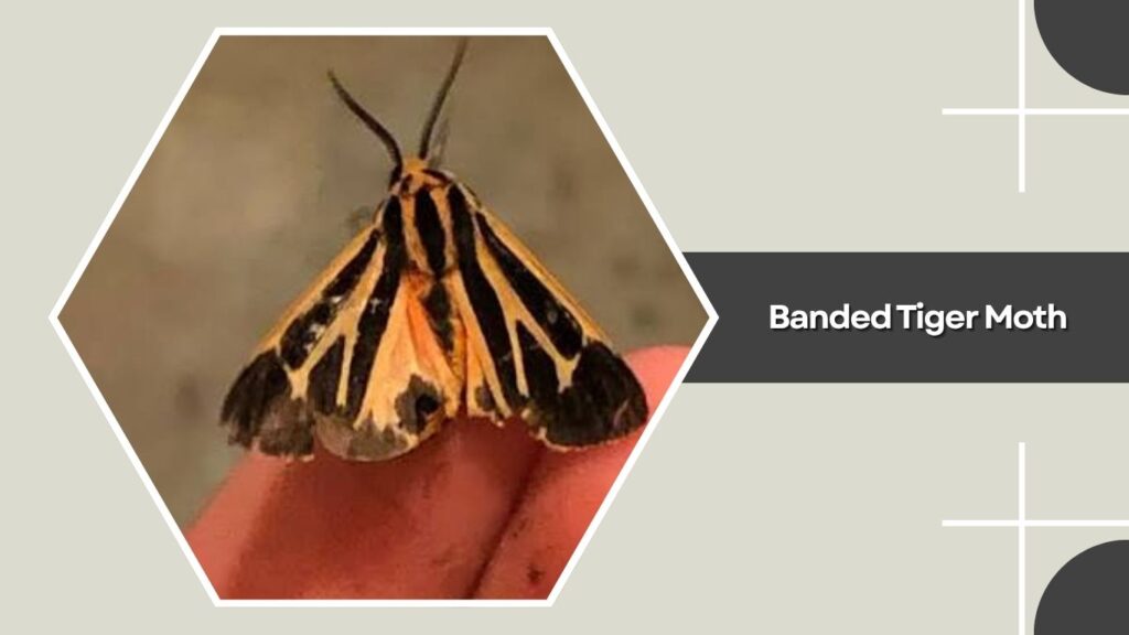 Banded Tiger Moth