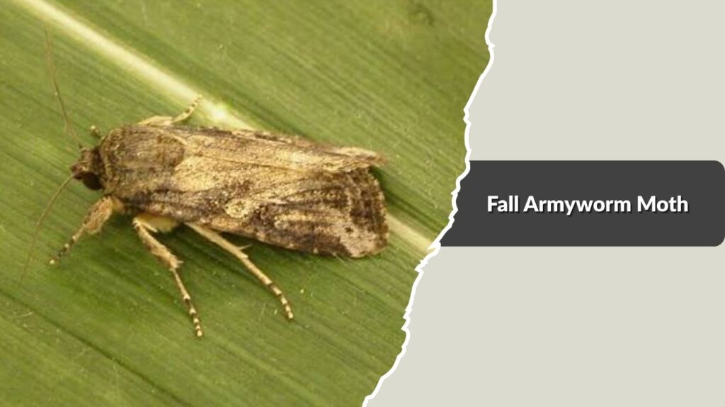 Fall Armyworm Moth