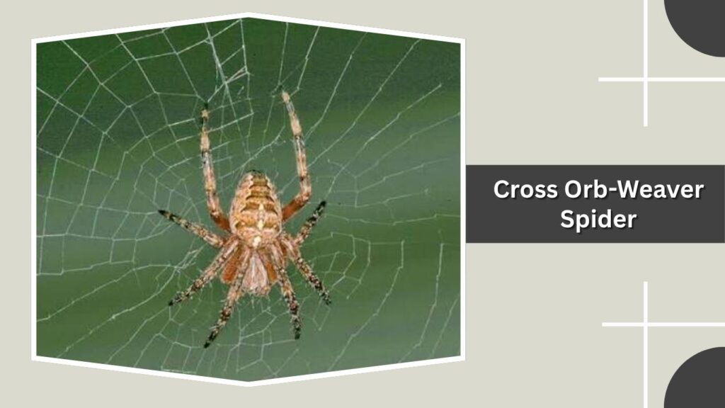 Cross Orb-Weaver Spider