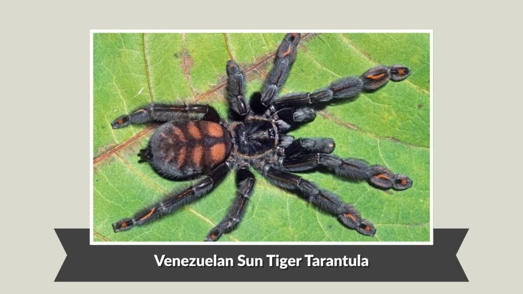 Venezuelan Sun Tiger Tarantula