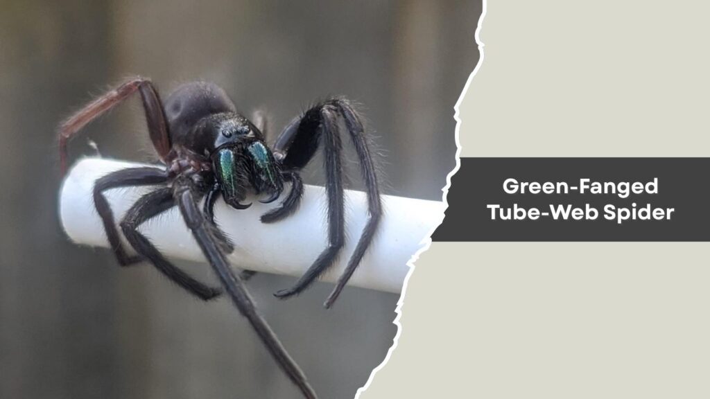 Green-Fanged Tube-Web Spider