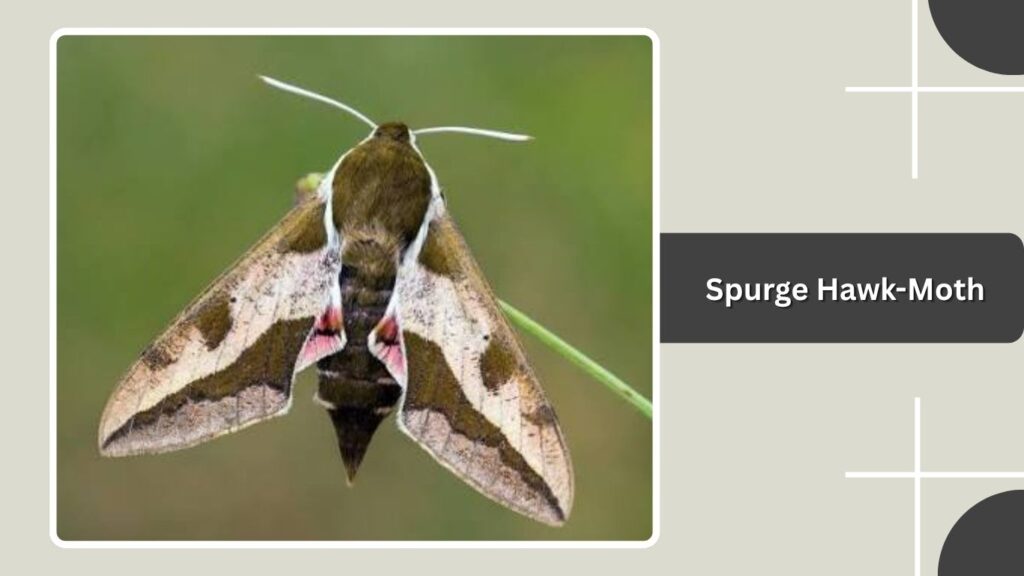 Spurge Hawk-Moth