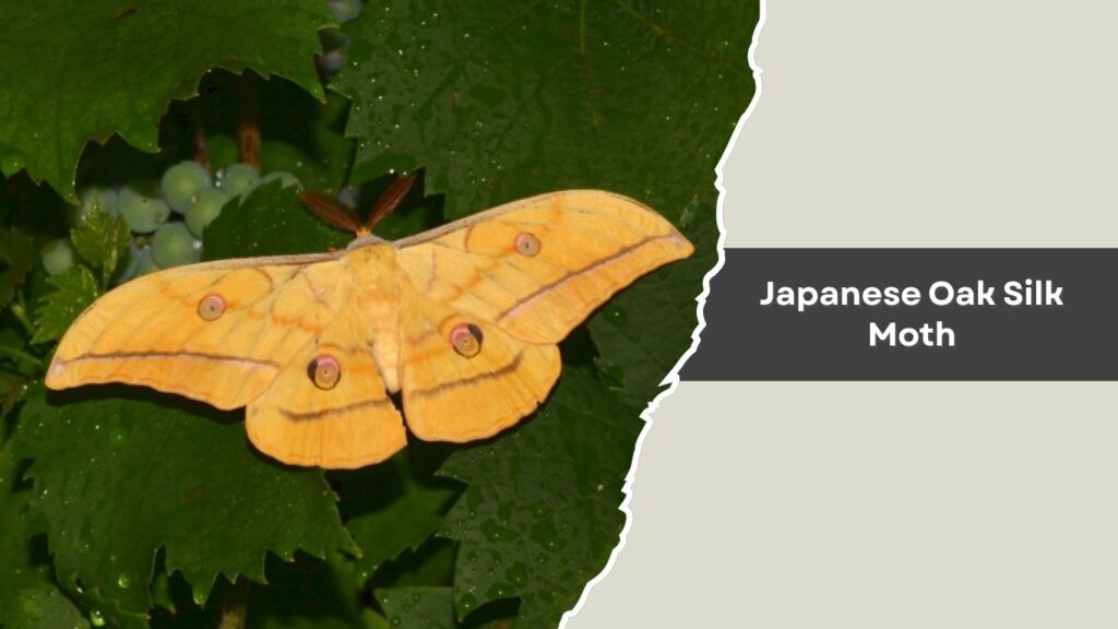 Japanese Oak Silk Moth
