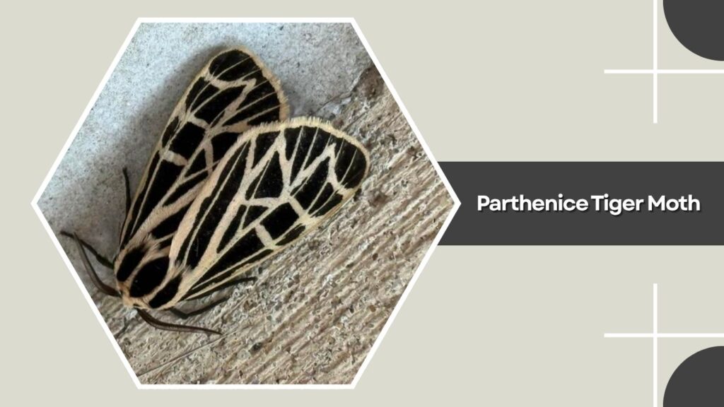 Parthenice Tiger Moth