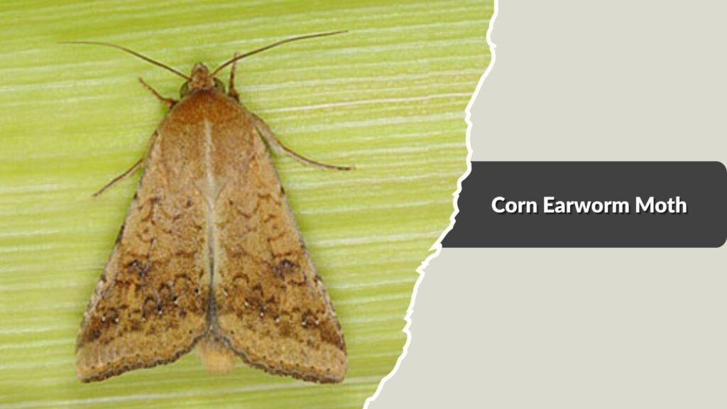 Corn Earworm Moth