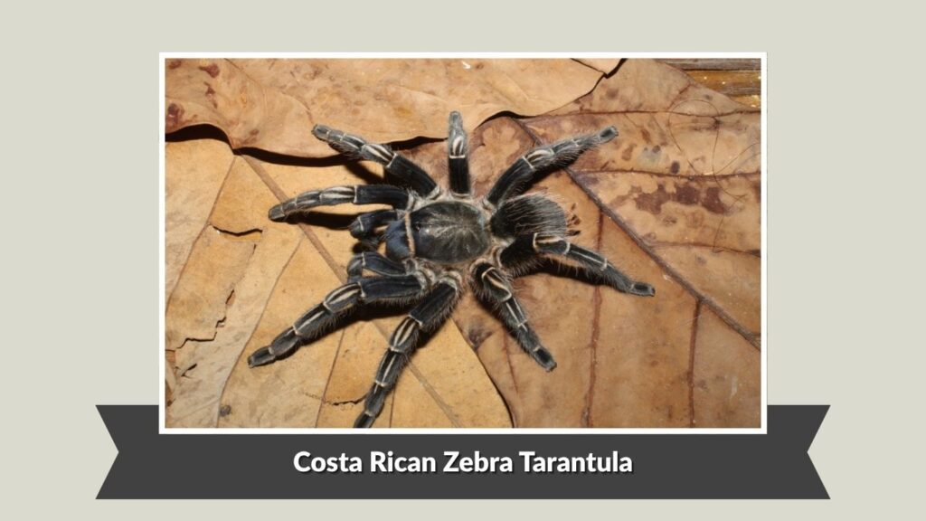 Costa Rican Zebra Tarantula