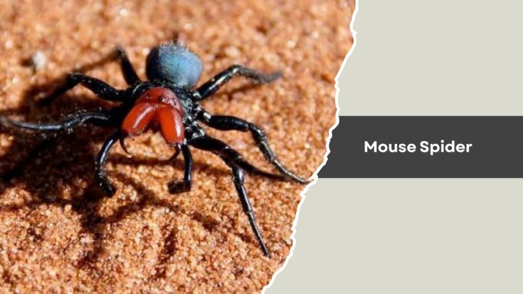 Mouse Spider