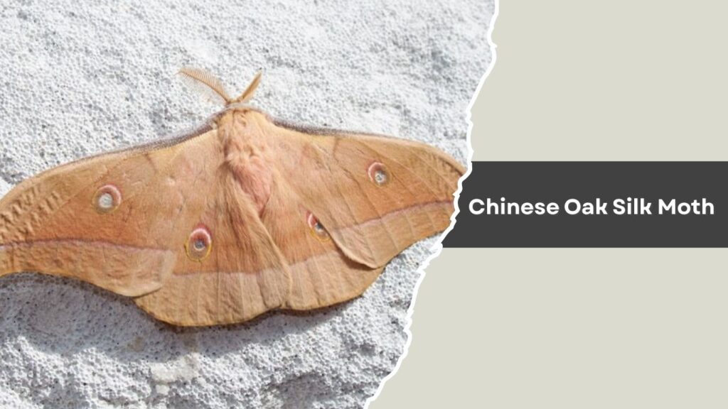 Chinese Oak Silk Moth