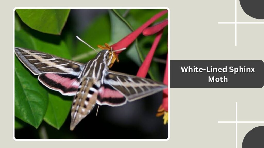 White-Lined Sphinx Moth