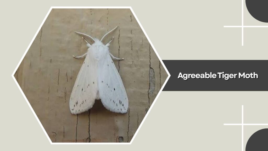 Agreeable Tiger Moth