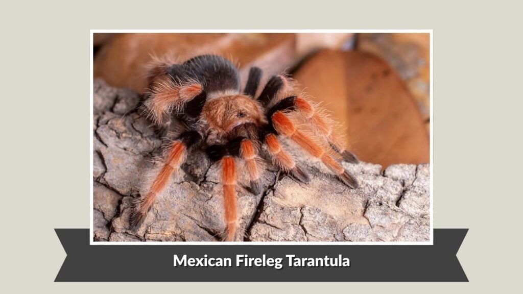 Mexican Fireleg Tarantula