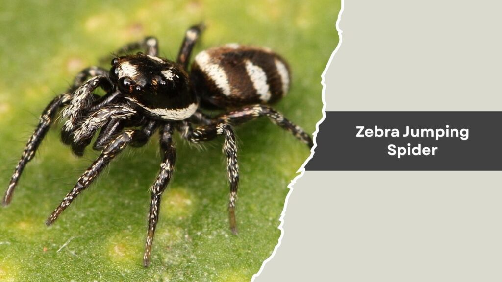 Zebra Jumping Spider