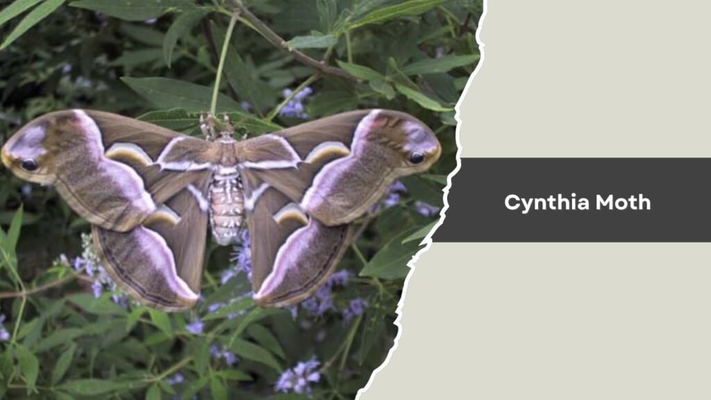 Cynthia Moth