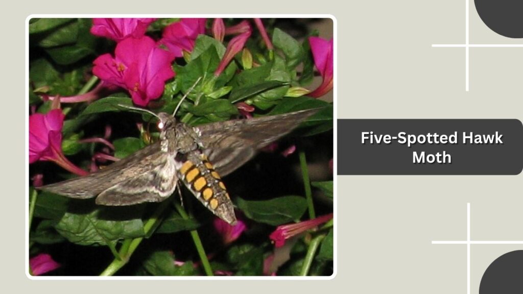 Five-Spotted Hawk Moth