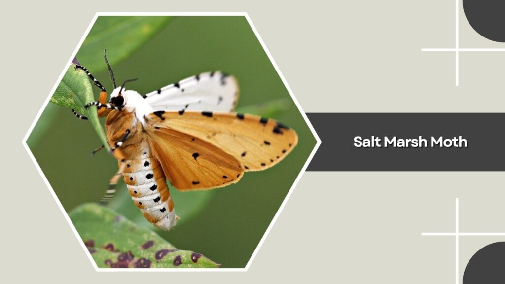 Salt Marsh Moth