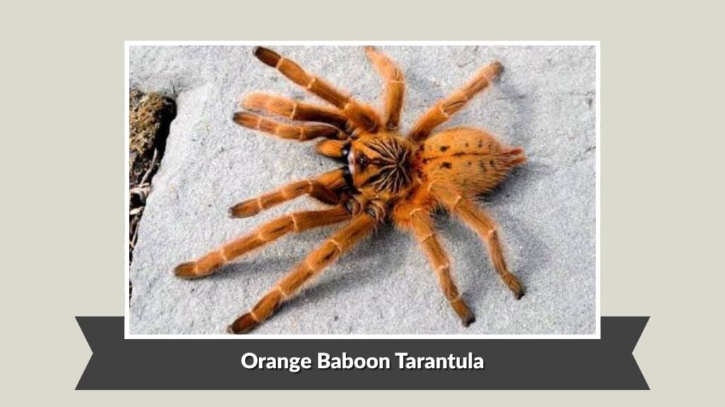 Orange Baboon Tarantula