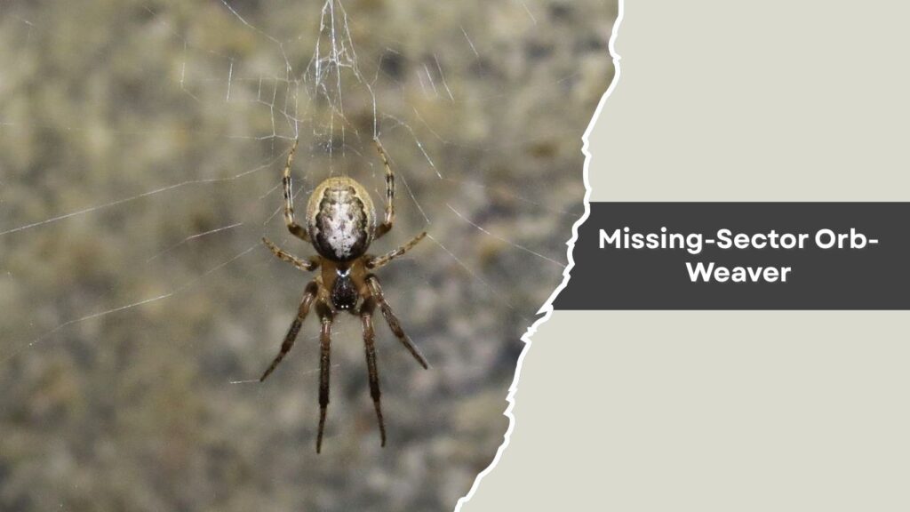 Missing-Sector Orb-Weaver