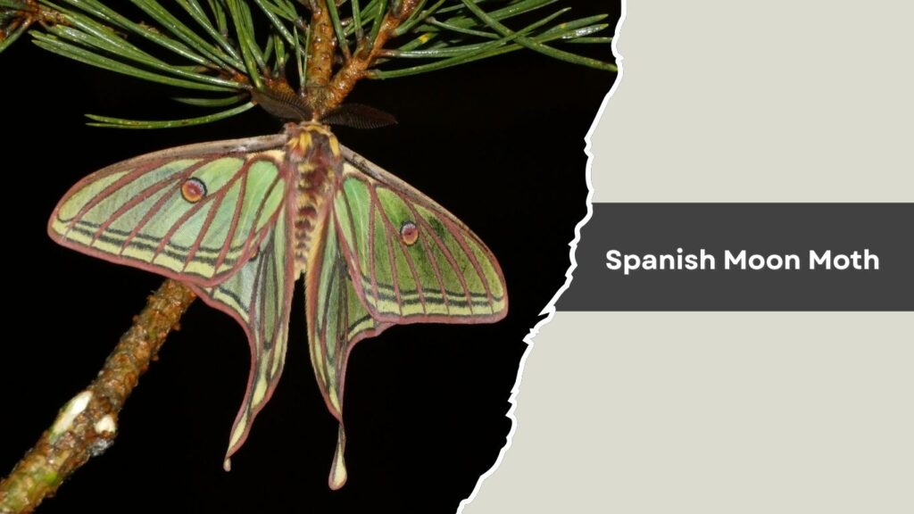 Spanish Moon Moth