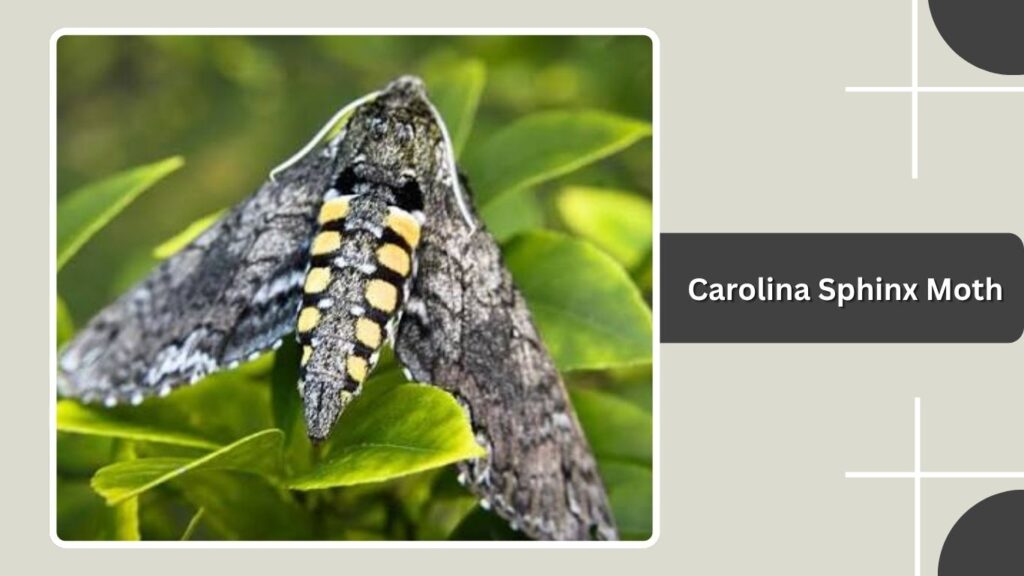 Carolina Sphinx Moth