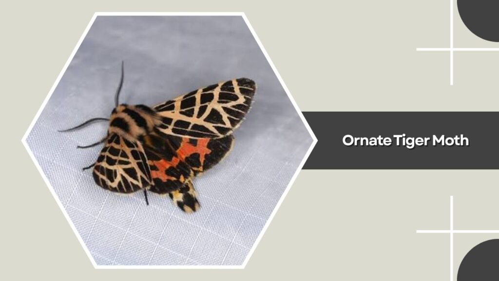 Ornate Tiger Moth