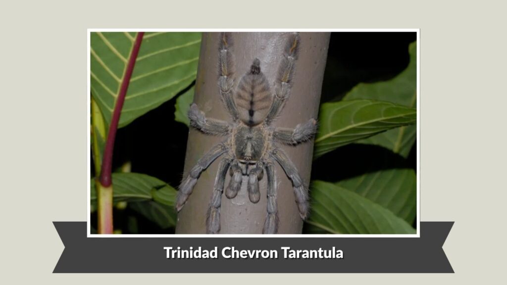 Trinidad Chevron Tarantula