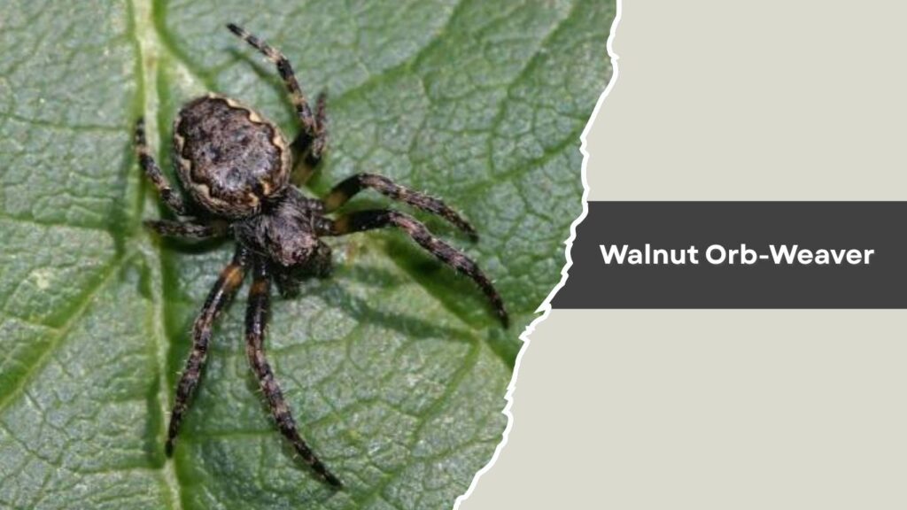 Walnut Orb-Weaver