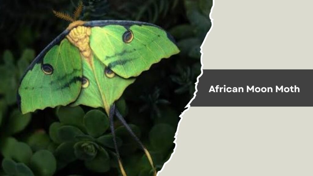 African Moon Moth