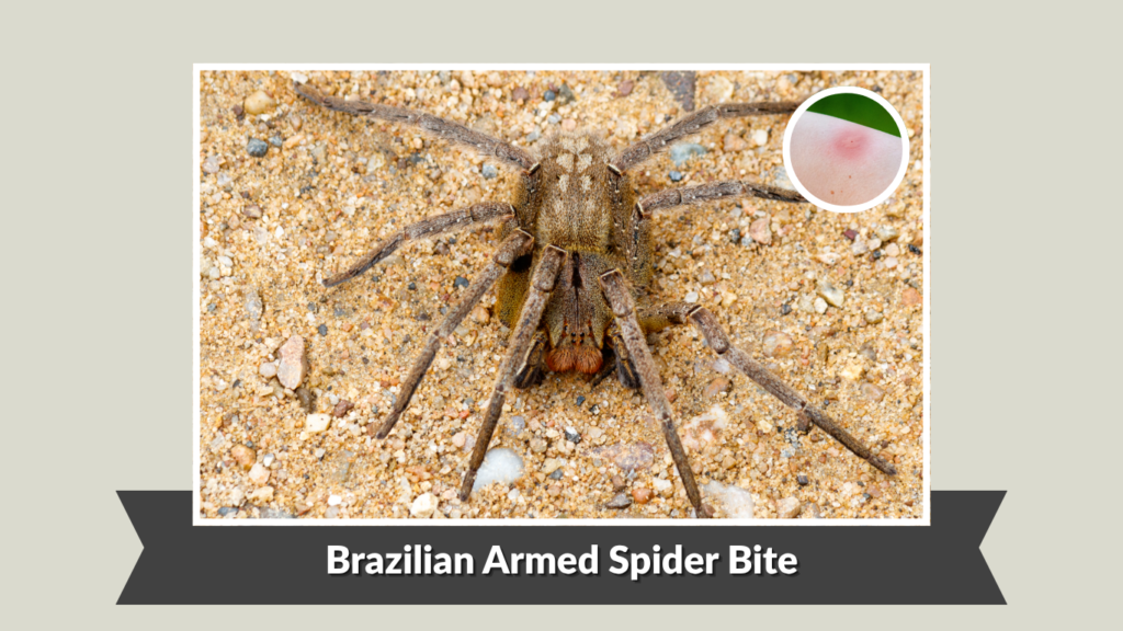 Brazilian Armed Spider Bite